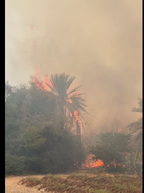 آتش سوزی در یکی از نخلستان‌های کهورستان بندر خمیر