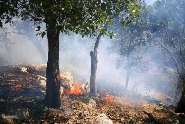 تخریب ۶۰۰ هکتار جنگل در گچساران بر اثر آتش سوزی
