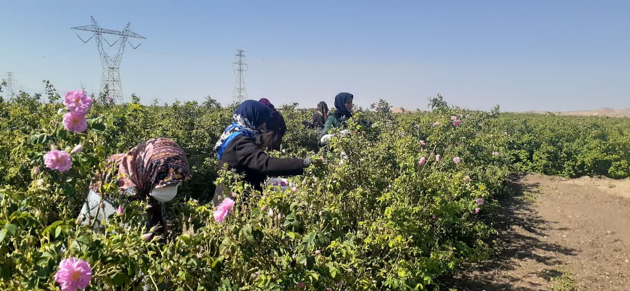 آغاز برداشت گل محمدی در شهرستان سبزوار