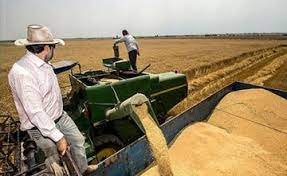 خریداری ۸۰ هزار تن گندم در خوزستان