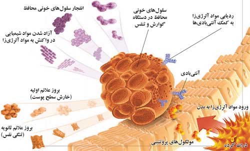 وقتی سیستم ایمنی بدن آژیر نمی کشد