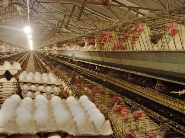 ارسال ۷۰ درصد مرغ تولیدی خراسان جنبوی به استان‌های دیگر