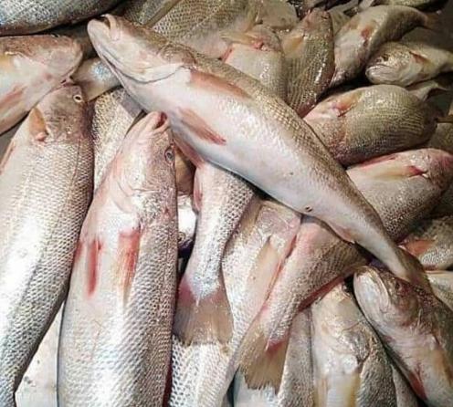آزادسازی صید ماهی شوریده در صیدگاه‌های خوزستان