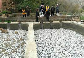 گزارش مکتوب:ماهی‌ها، زِنده زِنده مُردند