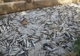گزارش مکتوب:ماهی‌ها، زِنده زِنده مُردند