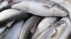 تولید بیش از ۲ هزار تن ماهی در خراسان شمالی