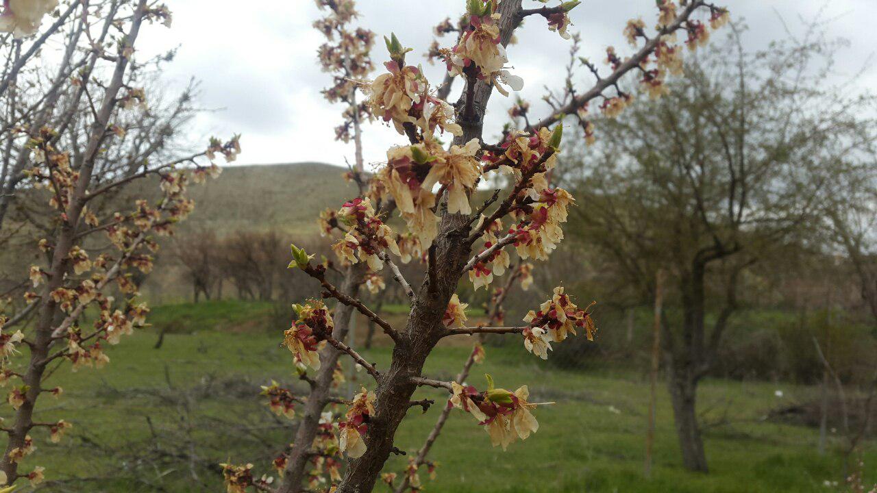 باغداران و کشاورزان مهابادی مراقب سرمازدگی محصولات باشند