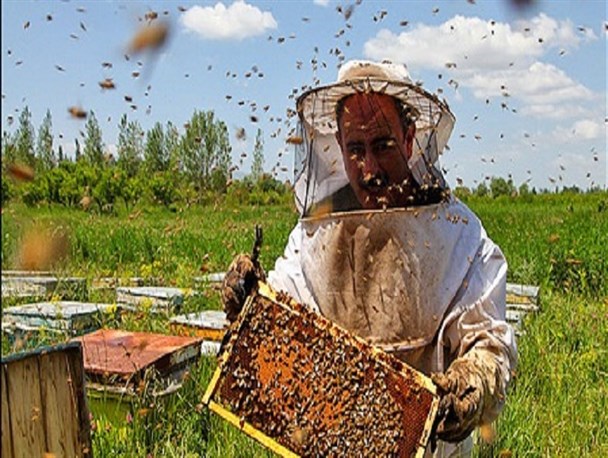 صدور شناسنامه زنبورداری
