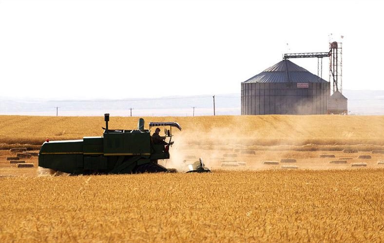 آمادگی خوزستان برای خرید تضمینی دانه روغنی کلزا