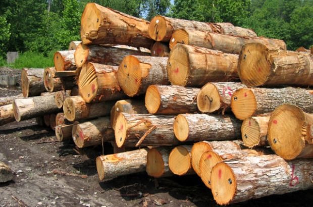 کشف ۱۵ تن چوب جنگلی قاچاق در تفت