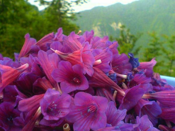 بومی سازی کشت نشایی گل گاوزبان در دامنه سبلان