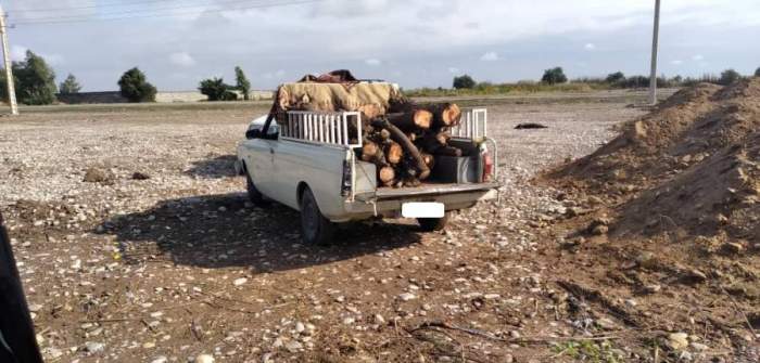 دستگیری عامل قطع درختان جنگلی در دزفول