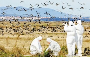 آزمایش آنفولانزای فوق حاد پرندگان اراک منفی شد