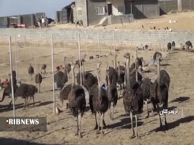 رونق پرورش شتر مرغ در شهرستان مرزی رازوجرگلان