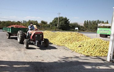 پرداخت ۵۰ میلیارد تومان از مطالبات خرید تضمینی سیب صنعتی در آذربایجان غربی