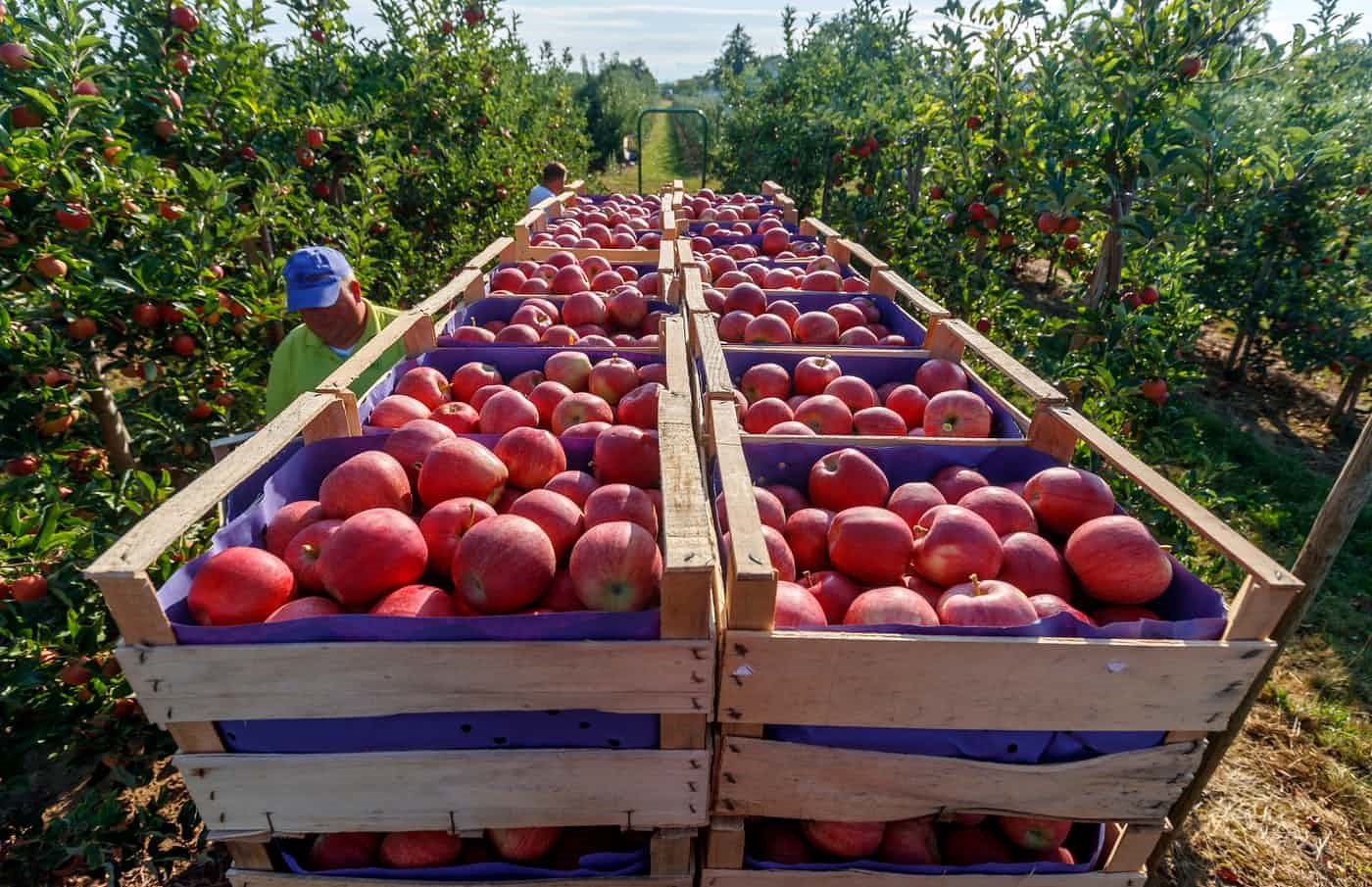 خرید تضمینی ۵۸ هزار تن سیب صنعتی از باغداران