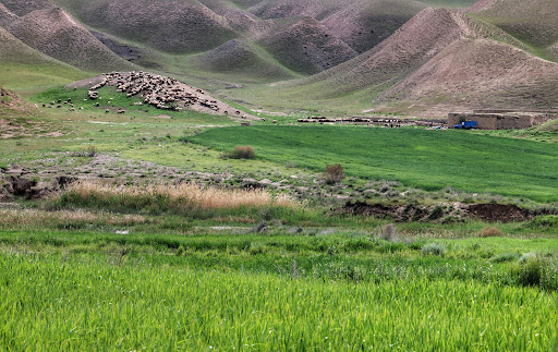 واگذاری مدیریت ۷۰۰ هکتار از مراتع شهرستان ملایر به بهره‌برداران