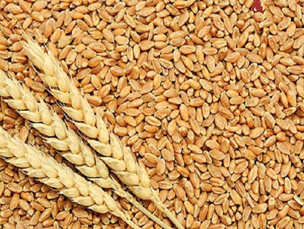 توزیع ۳۵۰۰ تن بذر اصلاح شده گندم در استان