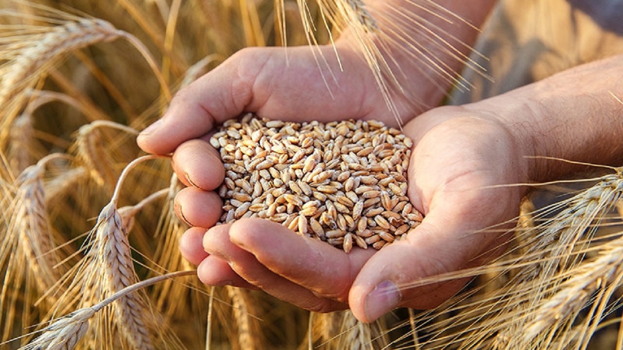 توزیع بیش از ۸ تن بذر گندم و کلزا بین کشاورزان