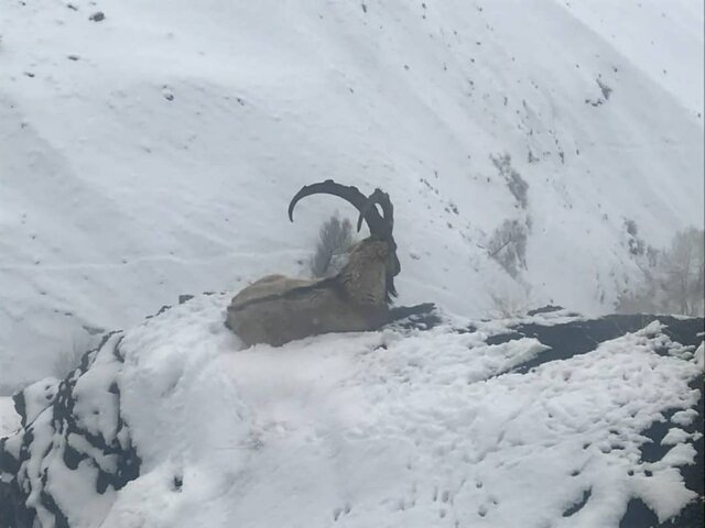 شیوع مجدد طاعون نشخوار کنندگان در طالقان