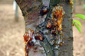 هشدار به باغداران سامانی نسبت به بیماری شانکر درختان