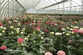 راه‌اندازی گلخانه گل رز در شهرستان بروجن