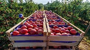 موانع پیش روی  صادرات سیب درختی