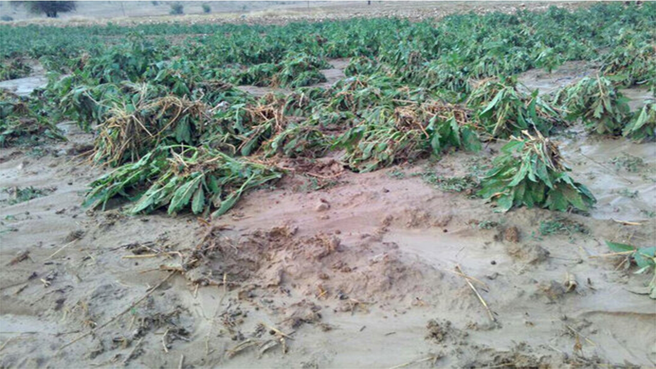 خسارت ۲۳۰ میلیارد تومانی باران به کشاورزی لارستان