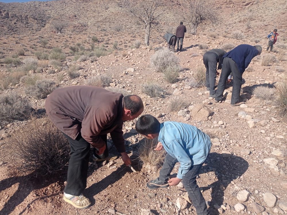 مراتع بختگان سبز می‌شود