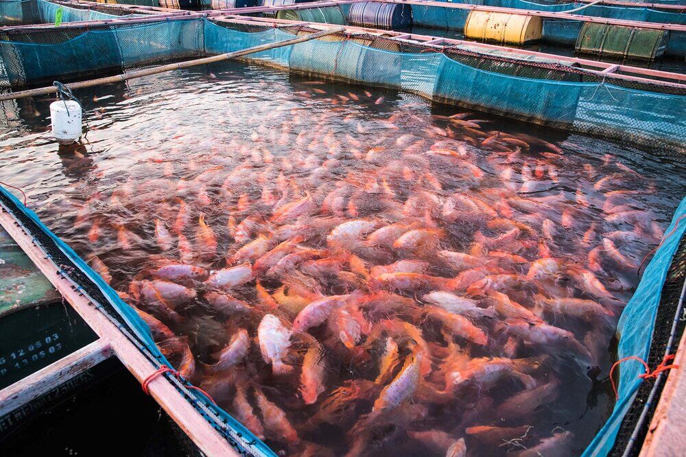 تولید سه هزار و ۳۰۰ تن ماهی در سبزوار