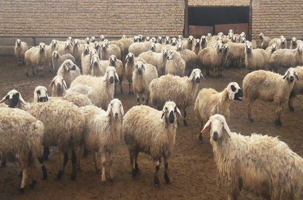 توقف صادرات دام سبک برای کاهش قیمت گوشت در خوزستان