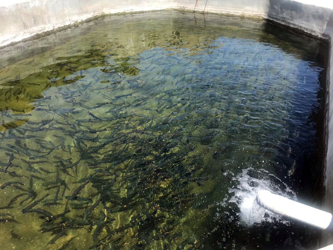 استفاده از آب مغناطیسی در پرورش ماهی آذربایجان‌شرقی