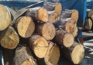 کشف ۶ تن چوب بلوط قاچاق در نجف آباد