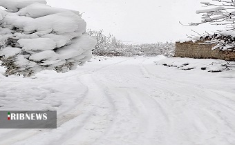 سرمازدگی بیخ گوش باغات زیتون طارم زنجان