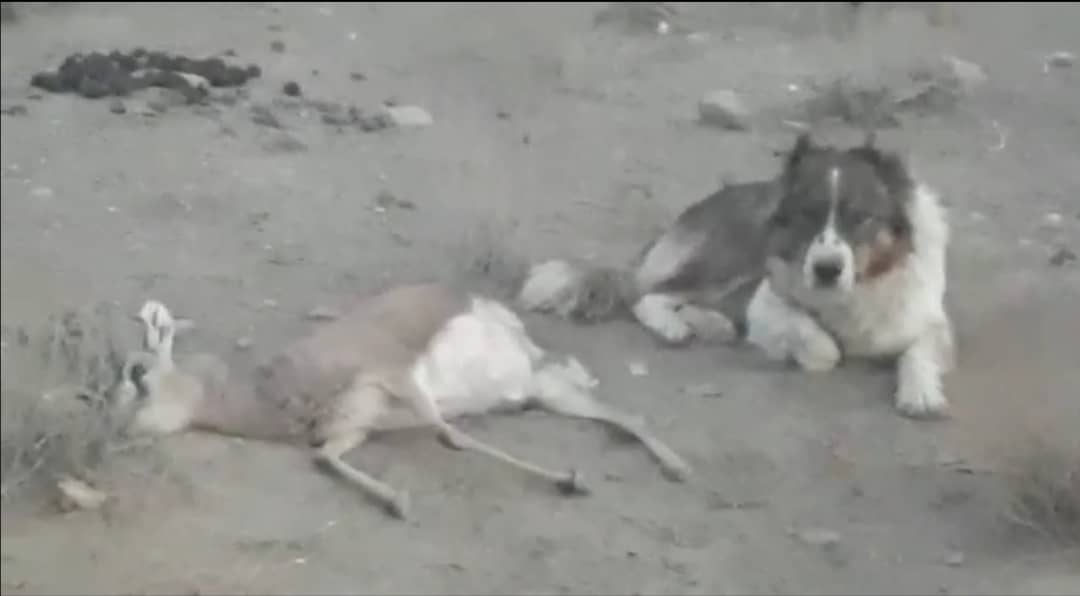 سگ گله یک فرد جبیر را در منطقه حفاظت شده بهرام گور شکار کرد