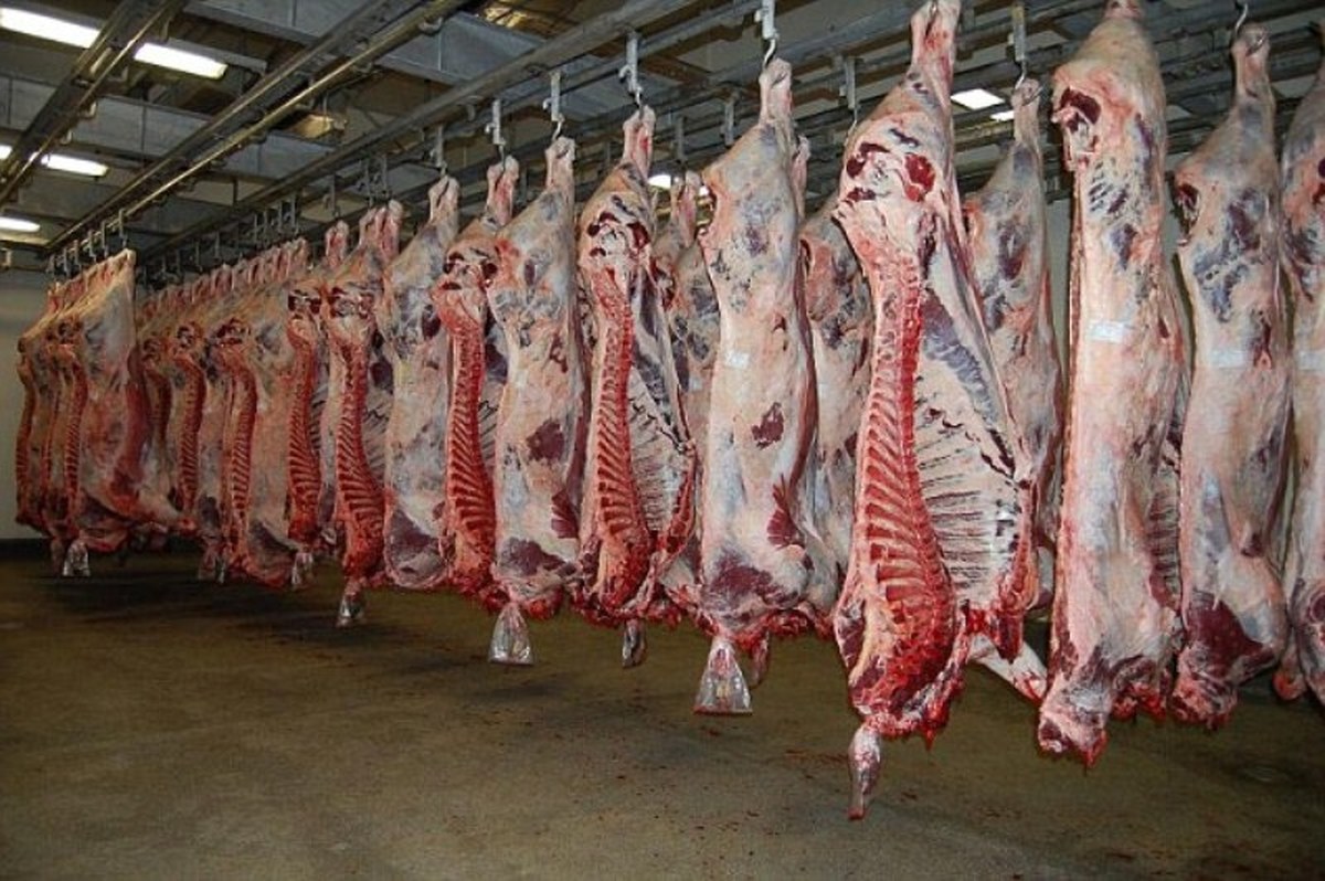 سالانه ۲۷ هزار تن گوشت قرمز در ایلام تولید می شود