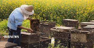 تشکیل نخستین زنجیره زنبورداری کشور در استان همدان