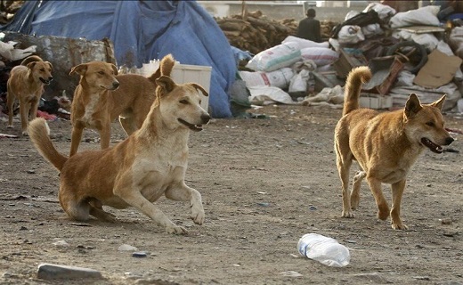 حمله سگ‌های ولگرد به کودک هندیجانی