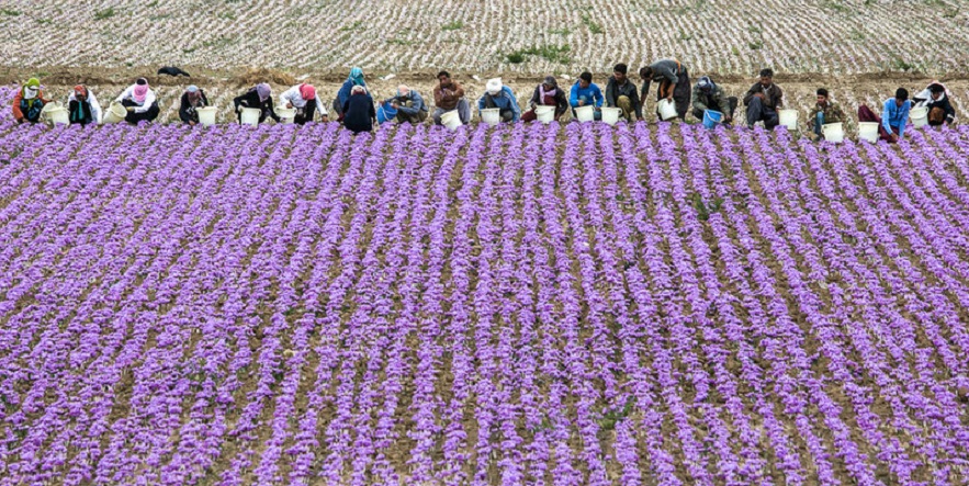 کاهش ۶۰ درصدی برداشت زعفران در خراسان رضوی