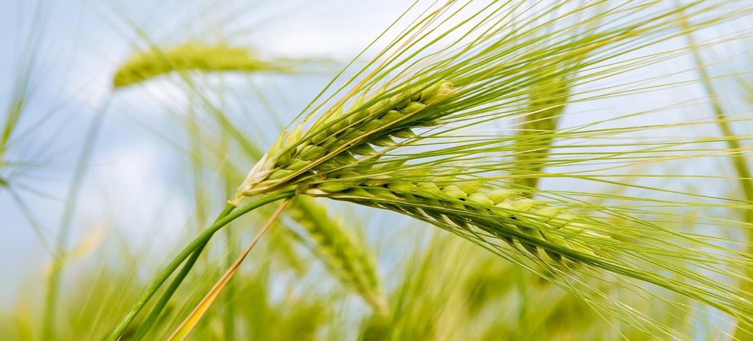 کاهش هیدرومدول گندم برای افزایش راندمان آبیاری در خوزستان