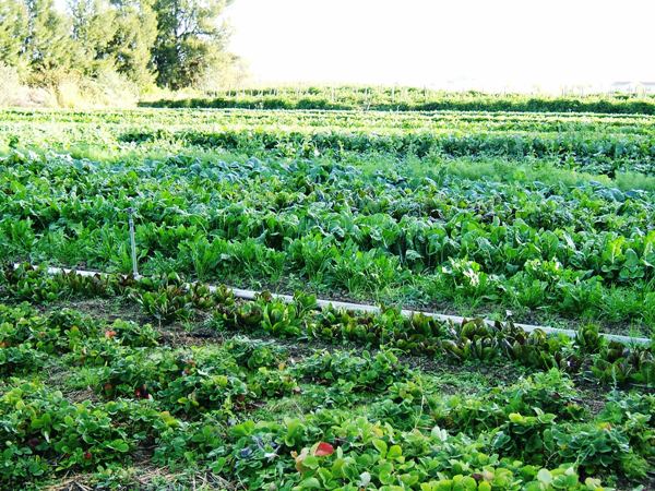 پیش بینی تولید ۲ هزار تن انواع سبزی در شهرستان نور