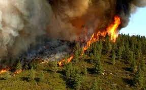 کاهش چشمگیر آتش‌سوزی در طبیعت خراسان رضوی