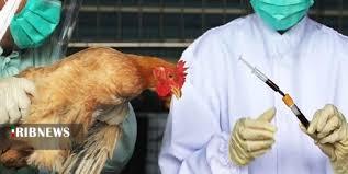 موردی از آنفلوآنزای پرندگان در همدان ثبت نشده