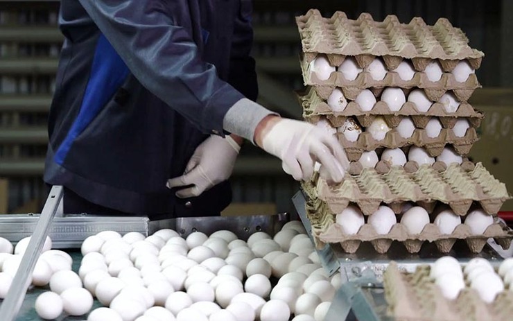 توزیع روزانه ۵۰ تن تخم مرغ تنظیم بازار در استان قزوین