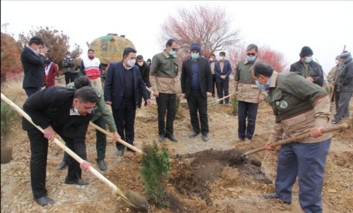 نهال کاری در ۲۵۰ هکتار از منابع طبیعی چهارمحال و بختیاری