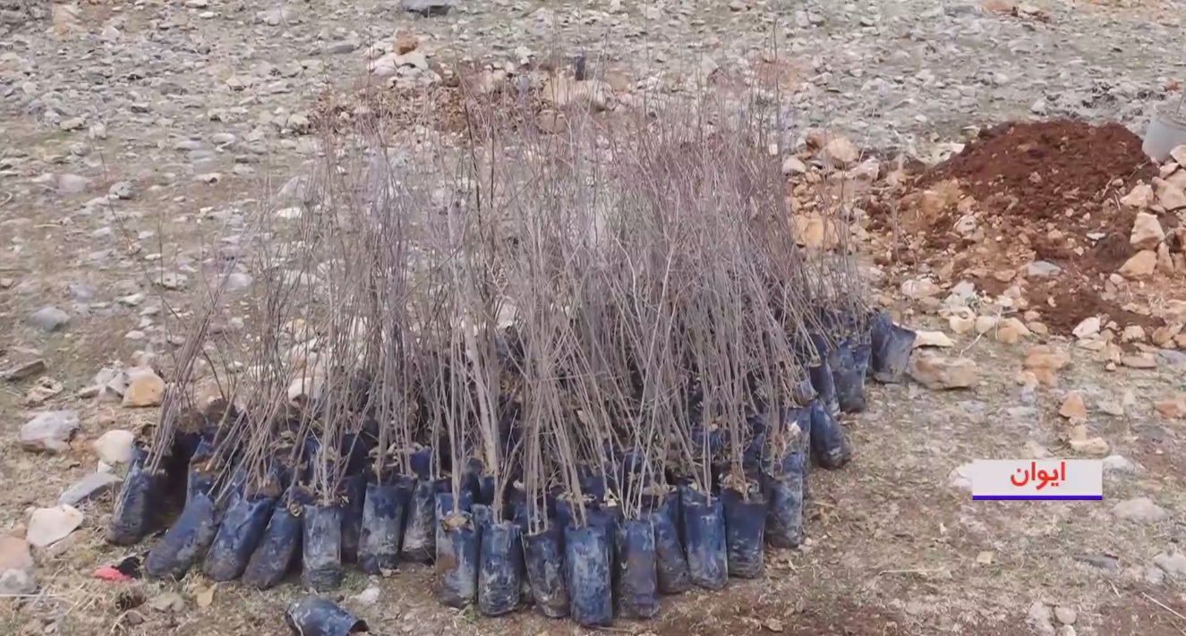 به یاد شهدای گرانقدر، هر ایرانی یک درخت
