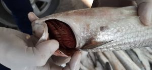 کشف وضبط ماهی‌های فاسد از بازار ماهی فروشان لنگرود