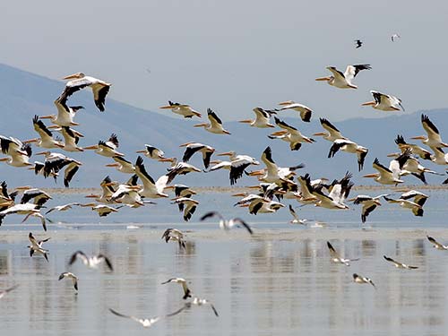 زمستان گذرانی ۱۵ هزار پرنده در زیستگاه‌های طبیعی آبدانان