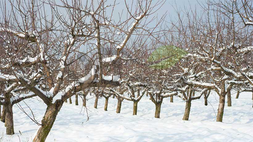 برف و یخبندان ۱۱۱ میلیارد تومان به باغات کرمانشاه خسارت زد