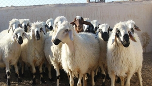 محکومیت ۱.۱ میلیاردی متهم قاچاق گوسفند در فردوس
